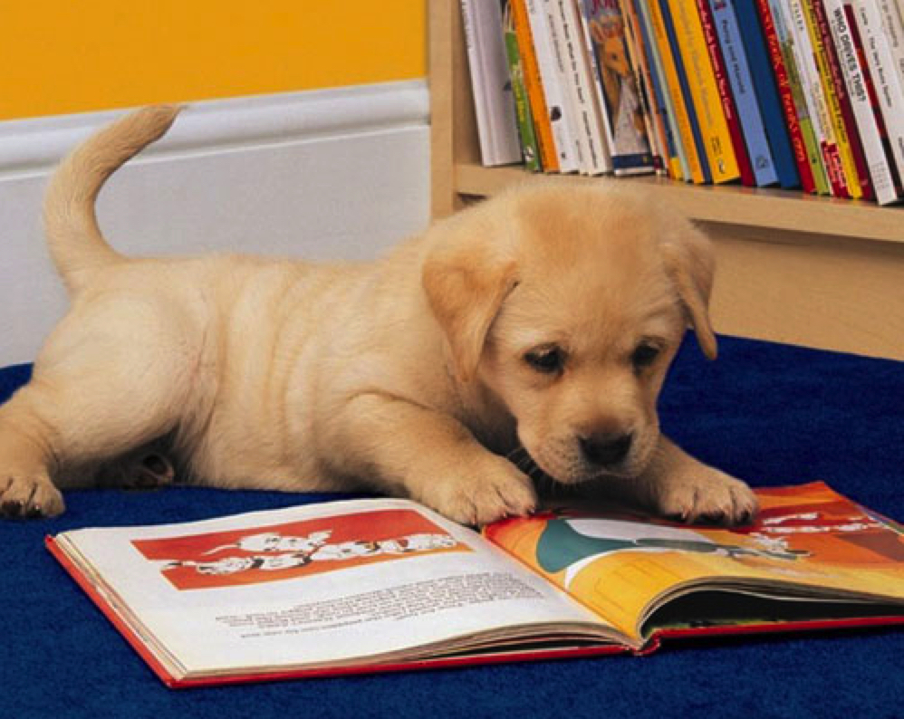 What Is A Trust For A Service Dog What Is A Trust For A Service Dog
