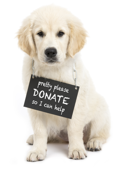 Diggity Dogs Service Dogs Inc | In Dogs We Trust | Donations