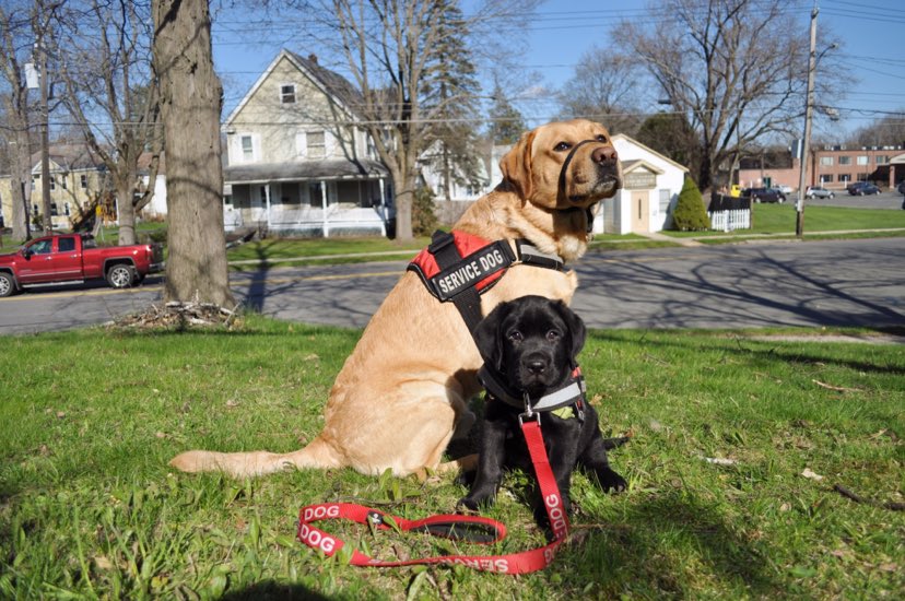 Can You Get A Service Dog For Social Anxiety