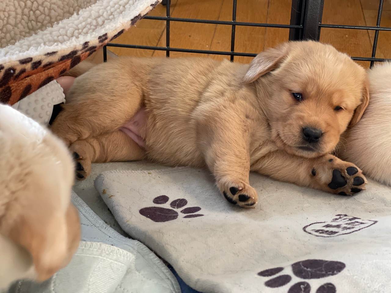 Puppy waking up