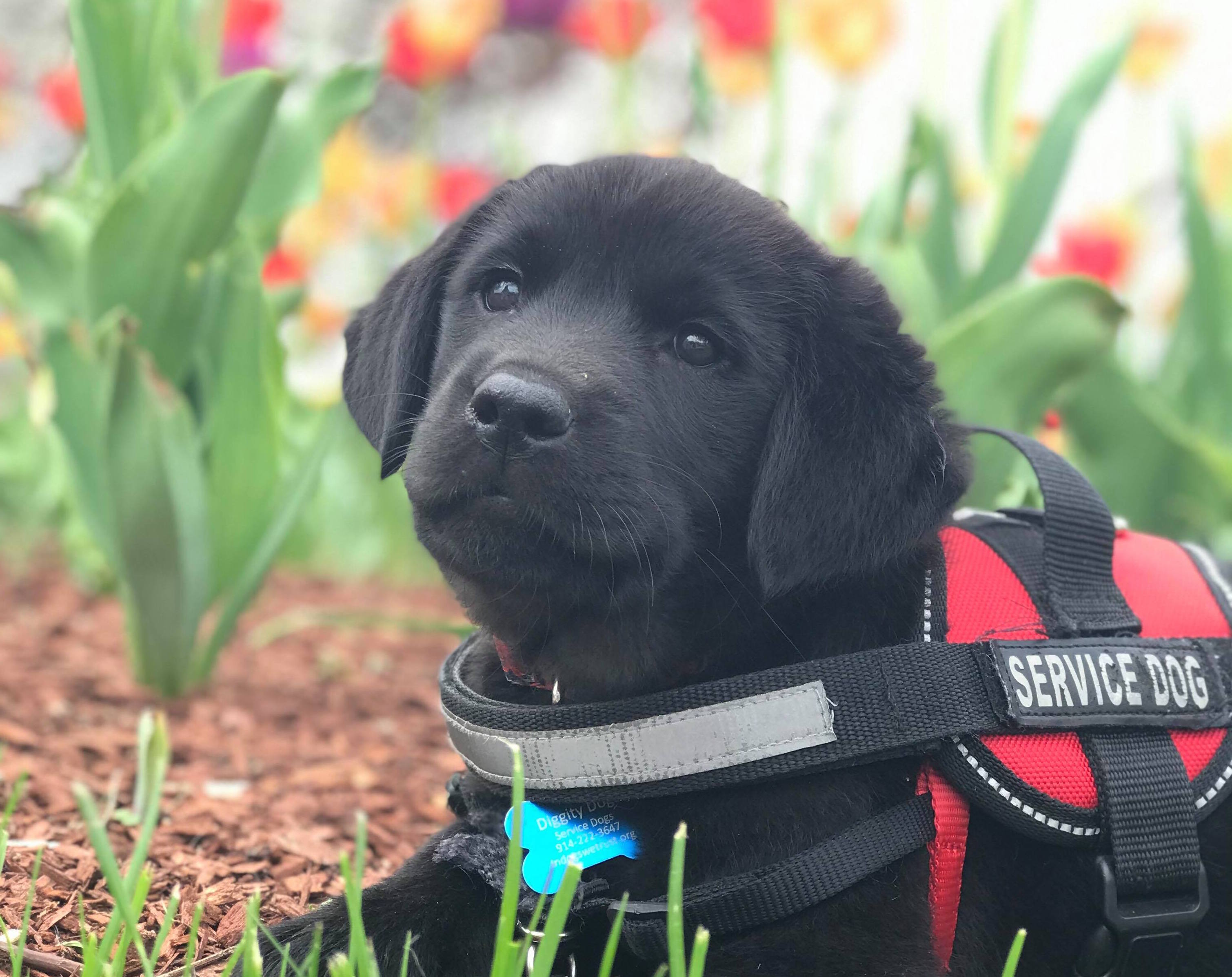 Black lab hot sale service dog