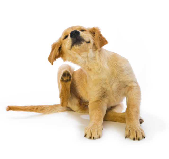 Unusual Signs of Stress in Dogs