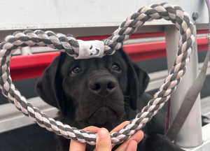 Career Change Dogs